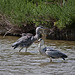 20110530 4311RTw [F] Graureiher (Ardea cinerea), Parc Ornithologique, Camargue
