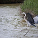 20110530 4310RTw [F] Graureiher (Ardea cinerea), Parc Ornithologique, Camargue