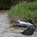 20110530 4309RTw [F] Graureiher (Ardea cinerea), Parc Ornithologique, Camargue