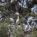 20110530 4308RTw [F] Kuhreiher (Bubulcus ibis), Seidenreiher (Egretta garzetta), Parc Ornithologique, Camargue