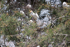 20110530 4307RTw [F] Kuhreiher (Bubulcus ibis), Seidenreiher (Egretta garzetta), Parc Ornithologique, Camargue