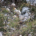 20110530 4307RTw [F] Kuhreiher (Bubulcus ibis), Seidenreiher (Egretta garzetta), Parc Ornithologique, Camargue
