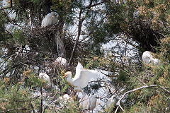 20110530 4306RTw [F] Kuhreiher (Bubulcus ibis), Seidenreiher (Egretta garzetta), Parc Ornithologique, Camargue