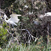 20110530 4305RTw [F] Seidenreiher (Egretta garzetta), Parc Ornithologique, Camargue