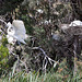 20110530 4304RTw [F] Seidenreiher (Egretta garzetta), Parc Ornithologique, Camargue