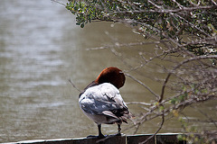 20110530 4302RTw [F] Tafelente (Aythya ferina), Parc Ornithologique, Camargue