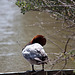 20110530 4302RTw [F] Tafelente (Aythya ferina), Parc Ornithologique, Camargue