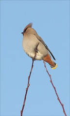 over the rainbow : the waxwing