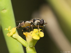 Syritta pipiens (♂) Syrphidae