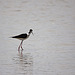 20110530 4300RTw [F] Stelzenläufer (Himantopus himantopus), Parc Ornithologique, Camargue