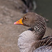 20110530 4295RTw [F] Graugans (Anser anser), Parc Ornithologique, Camargue