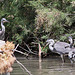 20110530 4291RTw [F] Graureiher (Ardea cinerea), Parc Ornithologique, Camargue