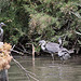 20110530 4290RTw [F] Graureiher (Ardea cinerea), Parc Ornithologique, Camargue