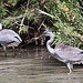 20110530 4289RTw [F] Graureiher (Ardea cinerea), Parc Ornithologique, Camargue
