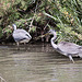20110530 4288RTw [F] Graureiher (Ardea cinerea), Parc Ornithologique, Camargue