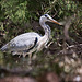 20110530 4287RTw [F] Graureiher (Arde cinerea), Parc Ornithologique, Camargue
