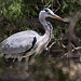 20110530 4286RTw [F] Graureiher [Ardea cinerea), Parc Ornithologique, Camargue