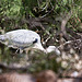 20110530 4285RTw [F] Graureiher (Ardea cinerea), Parc Ornithologique, Camargue