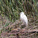 20110530 4284RTw [F] Seidenreiher (Egretta garzetta), Parc Ornithologique, Camargue