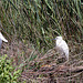 20110530 4283RTw [F] Lachmöwe (Chroicocephalus ridibundus), Seidenreiher (Egretta garzetta), Parc Ornithologique, Camargue