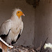 20110530 4281RTw [F] Schmutzgeier (Neophron percnopterus), Parc Ornithologique, Camargue