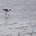 20110530 4278RTw [F] Stelzenläufer (Himantopus himantopus), Parc Ornithologique, Camargue