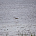 20110530 4277RTw [F] Stelzenläufer (Himantopus himantopus), Parc Ornithologique, Camargue