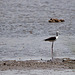20110530 4276RTw [F] Stelzenläufer (Himantopus himantopus), Ente, Parc Ornithologique, Camargue