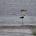 20110530 4275RTw [F] Stelzenläufer (Himantopus himantopus), Ente, Parc Ornithologique, Camargue