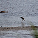 20110530 4274RTw [F] Stelzenläufer (Himantopus himantopus), Ente, Parc Ornithologique, Camargue