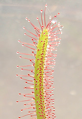 droséra capensis P7142369-2