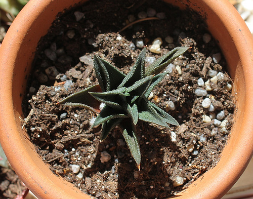 Haworthia tortuosa v. curta