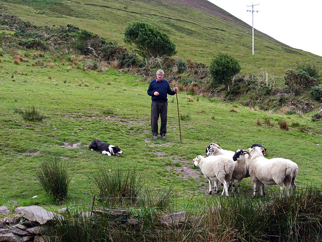 Beim Schafzüchter