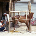 Shoeing a horse, Kashgar