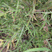 Cirsium vulgare (2)