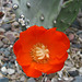 Red Cactus Flower (1869)
