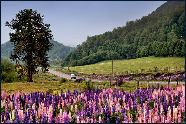lupins_road
