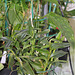 Epidendrum x ibaguense
