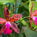 Orchidée- Lc. Precious Stones X C. guttata 'leopoldii' (3) 2