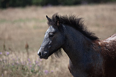 20110606 5065RAw [F] Camargue-Pferd [Aigues-Mortes]