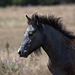 20110606 5065RAw [F] Camargue-Pferd [Aigues-Mortes]