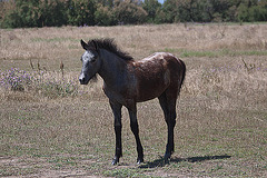 20110606 5064RAw [F] Camargue-Pferd [Aigues-Mortes]