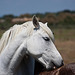 20110606 5063RAw [F] Camargue-Pferd [Aigues-Mortes]