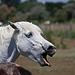 20110606 5062RAw [F] Camargue-Pferd [Aigues-Mortes]