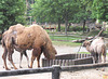 2011-05-12 27 en Dresdena zoologia ĝardeno