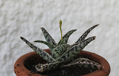 Aloe Decoingsii x variegata