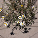 20110528 3959RAw [F] Küsten-Kamille (Tripleurospermum maritimum), Strand l'Espiguette, Le Grau du Roi, Camargue