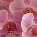 Orchideenblüten in rosé