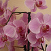 Orchideenblüten in rosé