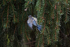 20110725 6322RTw Blaumeise (Cyanistes caeruleus), Bad Salzuflen